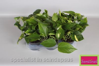 Epipremnum Aureum - Golden Pothos