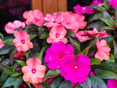 Impatiens hawkeri - New Guinea Impatiens