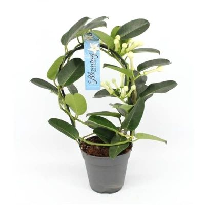 Stephanotis floribunda - Stephanotis