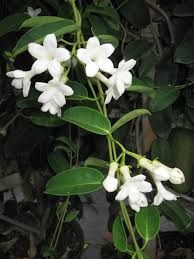 Stephanotis floribunda - Stephanotis