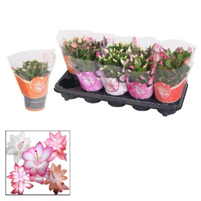 Schlumbergera spp, Rhipsalidopsis gaertnerii - Assorted Easter, Christmas Cactus