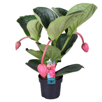 Medinilla magnifica - Medinilla