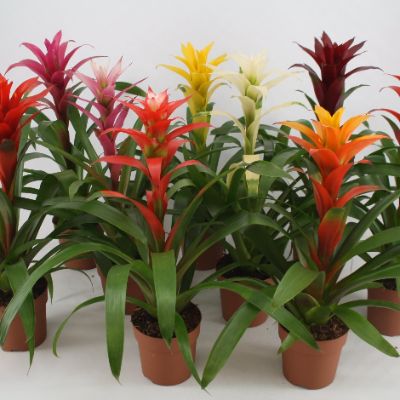 Guzmania varieties - Assorted Guzmania