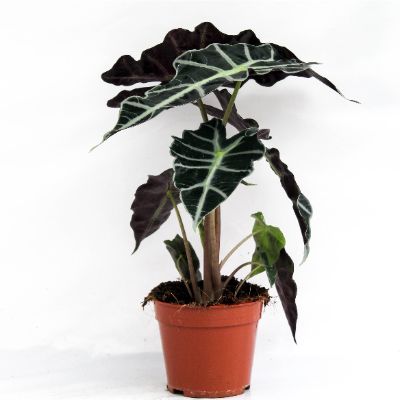 Alocasia Amazonica 'polly'
