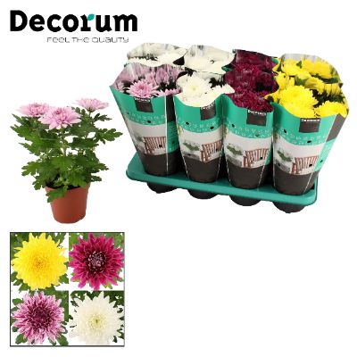 Chrysanthemum indicum varieties - Assorted Chrysanthemum