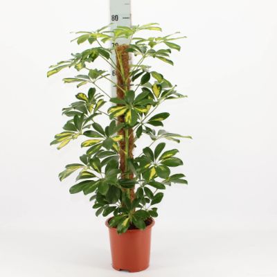 Schefflera arboricola - Schefflera on Moss pole
