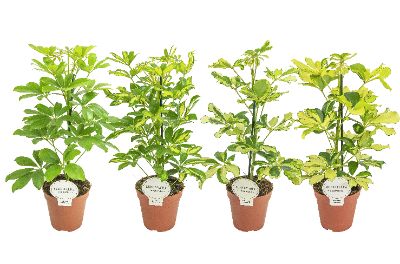 Schefflera arboricola varieties - Assorted Schefflera
