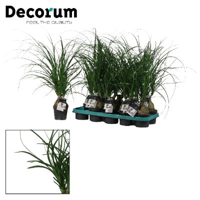 Beaucarnea recurvata - Ponytail Palm