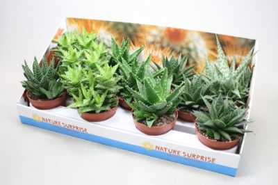Haworthia spp - Assorted Haworthia