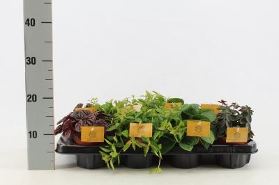 Peperomia spp - Assorted Peperomia