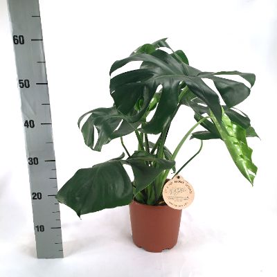 Monstera deliciosa