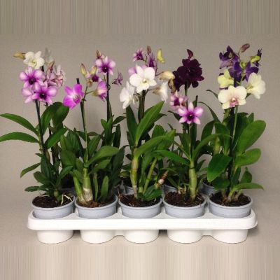 Dendrobium Hybrid Mix