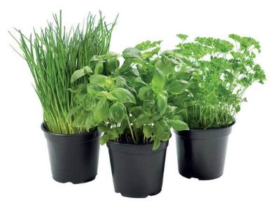 Herbs, Assorted