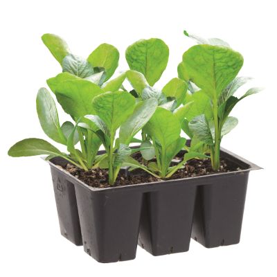 Vegetable, Assorted