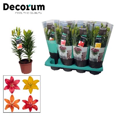 Lilium asiaticum - Assorted Lily