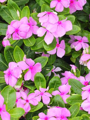 Catharanthus Roseus - Vinca, Periwinkle