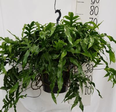 Microsorum Diversifolia - Breadfruit Fern Hanging Basket