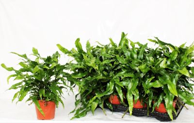 Microsorum Diversifolia - Breadfruit fern