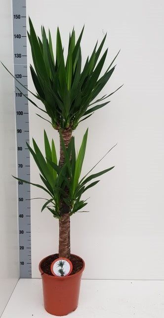 Yucca elephantipes- Yucca
