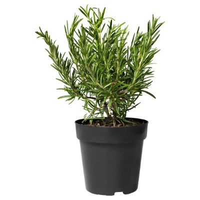 Rosmarinus Officinalis - Rosemary