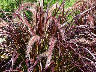 Pennisetum setaceum rubrum - Red Feather Grass