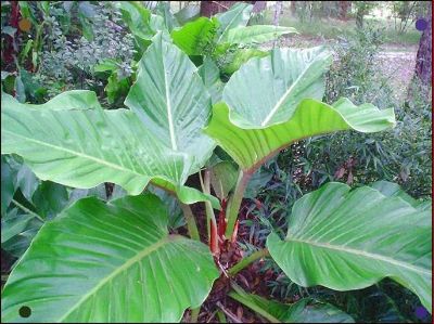 Philodendron Melinonii Cuttings