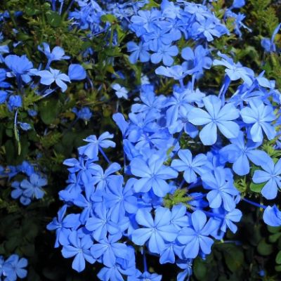 Plumbago auriculata - Dark blue Plumbago