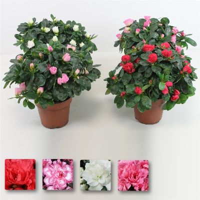 Azalea, Rhododendron spp. - Assorted Azalea