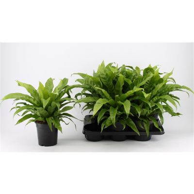 Asplenium Nidus - Bird's Nest Fern