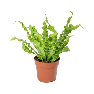 Asplenium Nidus 'crispy Wave' - Bird's Nest Fern