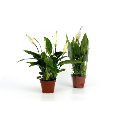 Spathiphyllum wallisii hybrids - Peace Lily