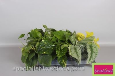 Epipremnum pinnatum- Assorted Epipremnum