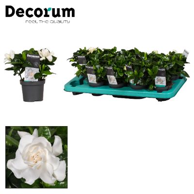 Gardenia jasminoides - Gardenia
