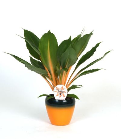 Chlorophytum orchidastrum in decorative pot