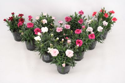 Dianthus carophyllus - Assorted Mini Carnations