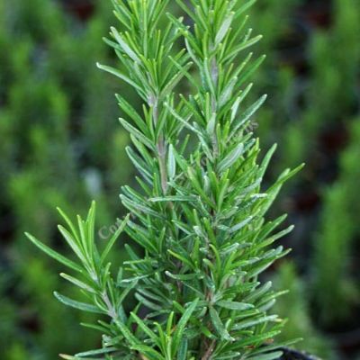 Rosmarinus Officinalis - Rosemary