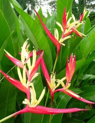 Heliconia psittacorum 'Lady Di'