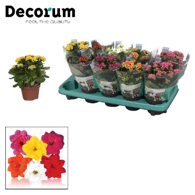 Kalanchoe blossfeldiana - Assorted Double Flower Kalanchoe