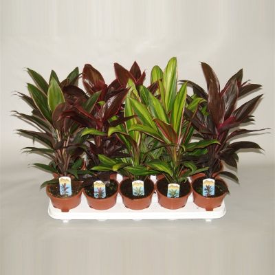 Cordyline Fruticosa - Assorted Cordyline Cordyline Fruticosa - Assorted Cordyline