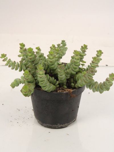 Crassula Marnieriana - Jade Necklace, Worm Plant