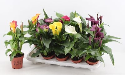 Zantedeschia rehmannii - Calla Lily