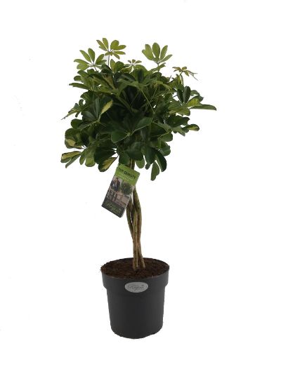 Schefflera arboricola 'Gold Capella'
