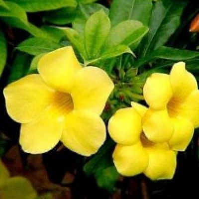 Allamanda Cathartica - Giant Yellow Allamanda