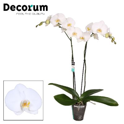 Phalaenopsis Hybrids - White Phalaenopsis