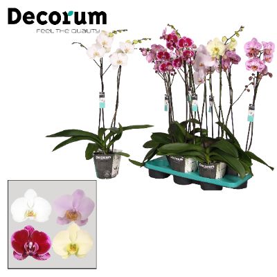 Phalaenopsis hybrids - Assorted Phalaenopsis