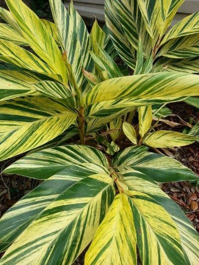 Alpinia zerumbet 'Variegata' - Shell Ginger