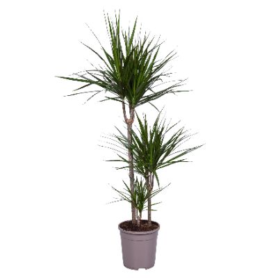 Dracaena marginata 'Bicolor'
