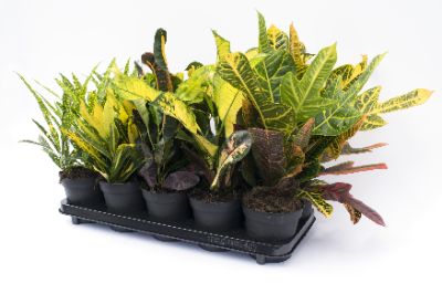 Codiaeum spp - Croton, Assorted