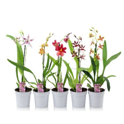 Cambria Hybrids - Assorted Cambria