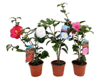 Camellia Japonica - Camellia